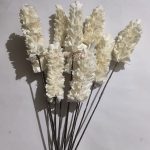 SOLA COLI HIGEN STICK