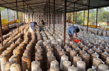 mushroom-farm